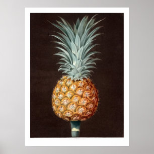 Antique 1807 Ananas botaniska illustration Poster
