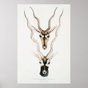 Antique African Antelope Horns Vintage Animal Poster