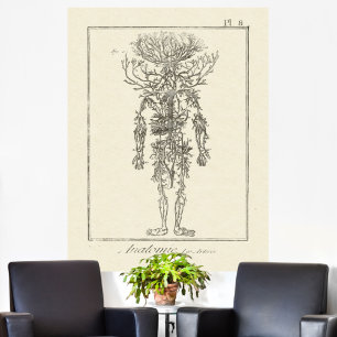 Antique Anatomy Engrating Arteries Poster