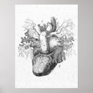 Antique Anatomy Heart Black & White Vintage Poster