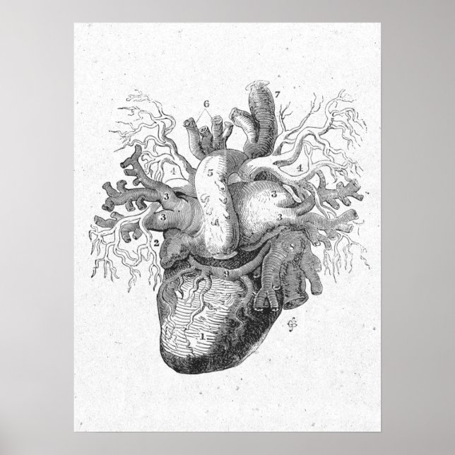 Antique Anatomy Heart Black & White Vintage Poster (Framsidan)