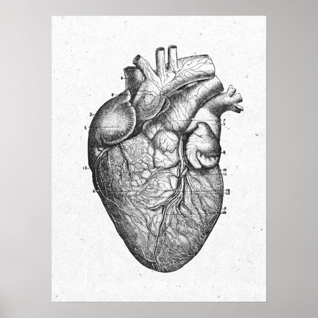 Antique Anatomy Heart Vintage Poster (Framsidan)
