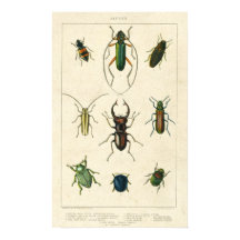 Antique Beetle-diagram på Papper Nedfläckad