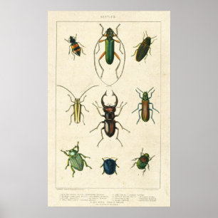 Antique Beetle-diagram på Papper Nedfläckad Poster