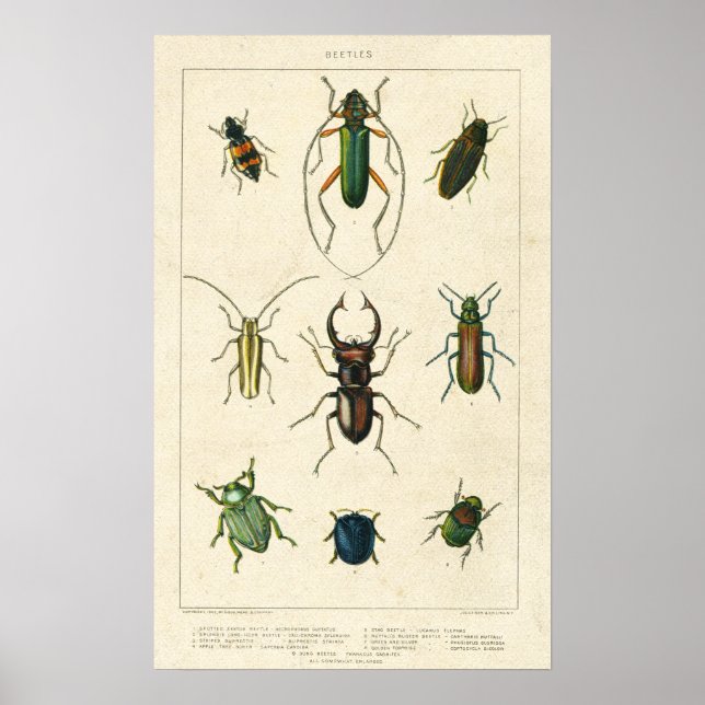 Antique Beetle-diagram på Papper Nedfläckad Poster (Framsidan)