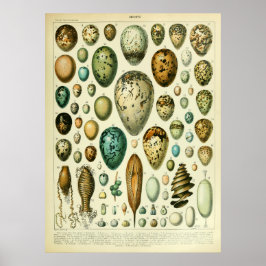 Antique Bird Eggs Wall konsthandlare Poster