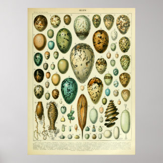 Antique Bird Eggs Wall konsthandlare Poster