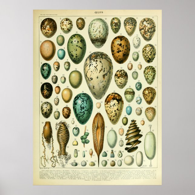 Antique Bird Eggs Wall konsthandlare Poster (Framsidan)