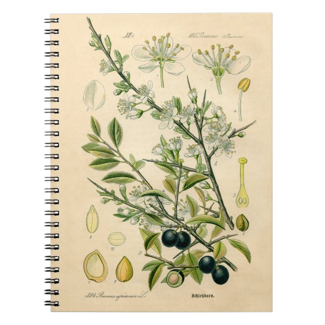Antique Blackthorn botaniskt tryckfärdigt berry Anteckningsbok Med Spiral (Framsidan)