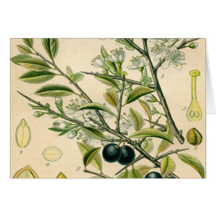 Antique Blackthorn botaniskt tryckfärdigt berry Hälsningskort