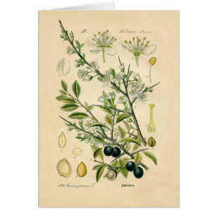 Antique Blackthorn botaniskt tryckfärdigt berry Hälsningskort