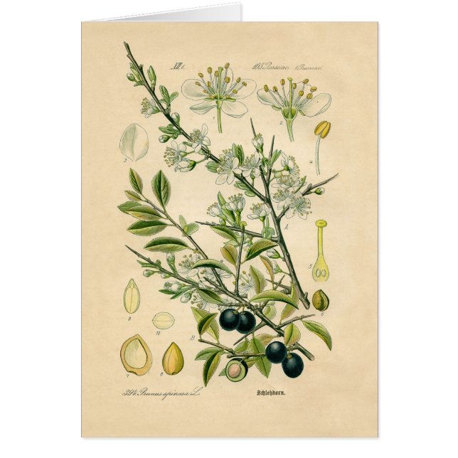 Antique Blackthorn botaniskt tryckfärdigt berry Hälsningskort (Framsidan)
