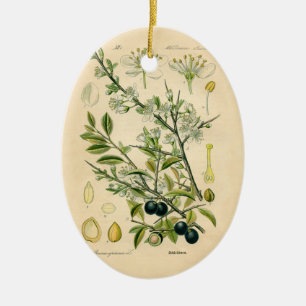 Antique Blackthorn botaniskt tryckfärdigt berry Julgransprydnad Keramik