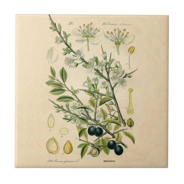 Antique Blackthorn botaniskt tryckfärdigt berry Kakelplatta (Framsidan)