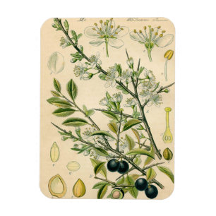 Antique Blackthorn botaniskt tryckfärdigt berry Magnet