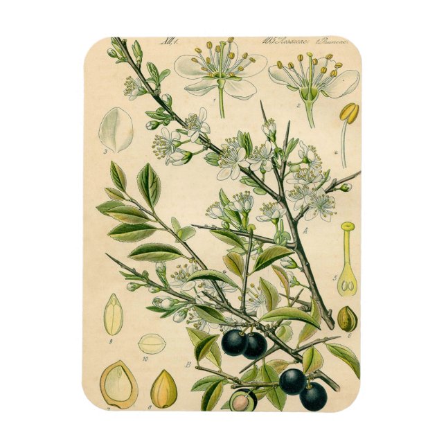 Antique Blackthorn botaniskt tryckfärdigt berry Magnet (Vertikal)