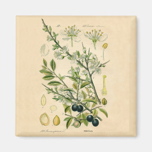 Antique Blackthorn botaniskt tryckfärdigt berry Magnet