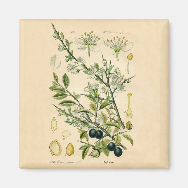 Antique Blackthorn botaniskt tryckfärdigt berry Magnet (Framsidan)