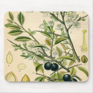 Antique Blackthorn botaniskt tryckfärdigt berry Musmatta
