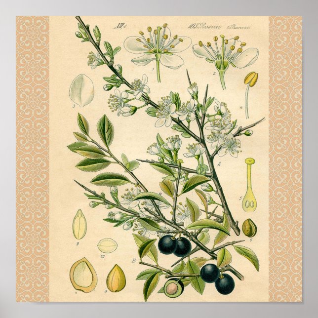 Antique Blackthorn botaniskt tryckfärdigt berry Poster (Framsidan)