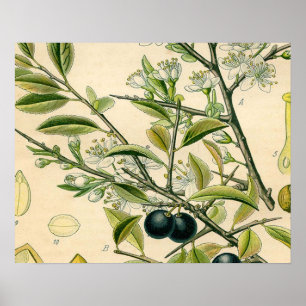 Antique Blackthorn botaniskt tryckfärdigt berry Poster