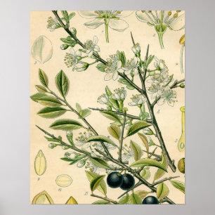 Antique Blackthorn botaniskt tryckfärdigt berry Poster