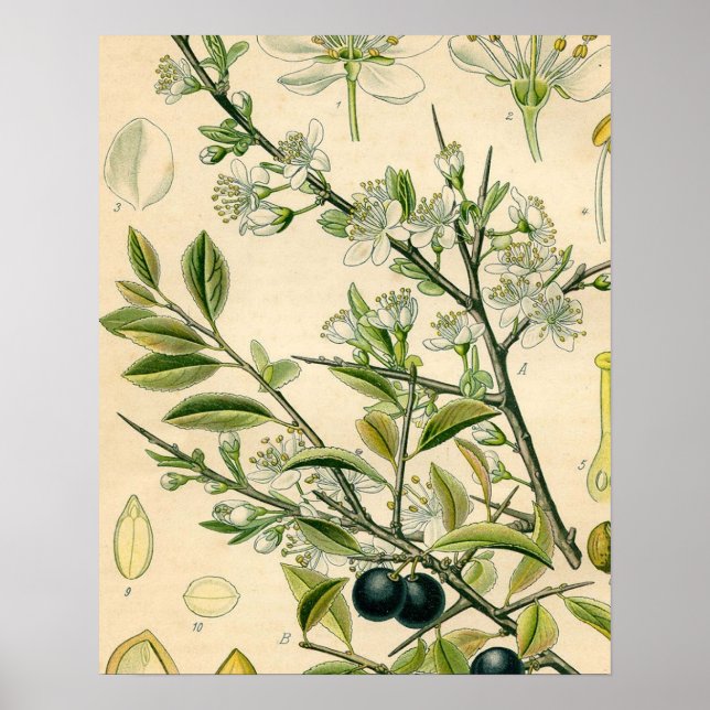 Antique Blackthorn botaniskt tryckfärdigt berry Poster (Framsidan)