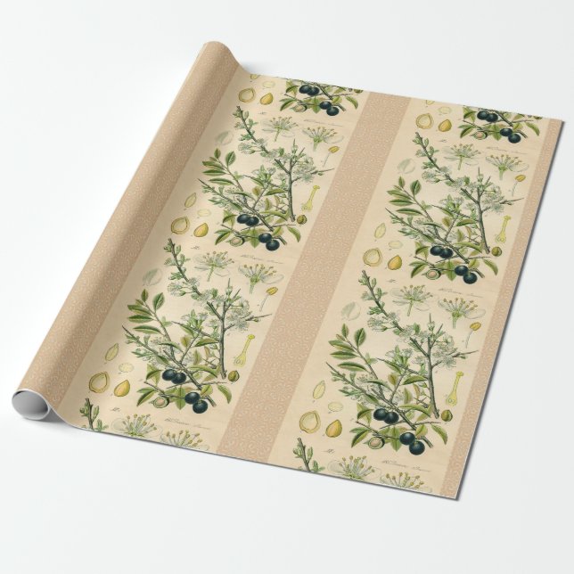 Antique Blackthorn botaniskt tryckfärdigt berry Presentpapper (Utrullad)