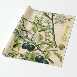 Antique Blackthorn botaniskt tryckfärdigt berry Presentpapper