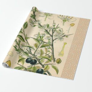 Antique Blackthorn botaniskt tryckfärdigt berry Presentpapper