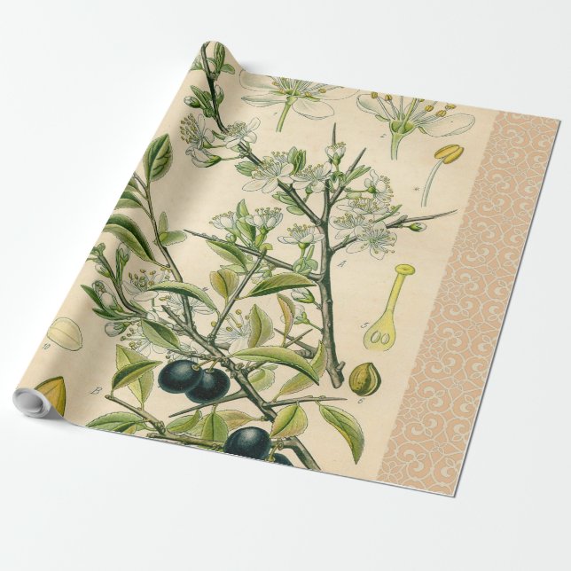 Antique Blackthorn botaniskt tryckfärdigt berry Presentpapper (Utrullad)