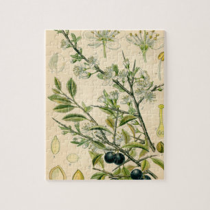 Antique Blackthorn botaniskt tryckfärdigt berry Pussel