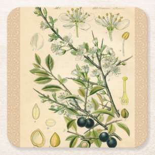 Antique Blackthorn botaniskt tryckfärdigt berry Underlägg Papper Kvadrat