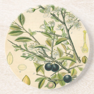 Antique Blackthorn botaniskt tryckfärdigt berry Underlägg Sandsten