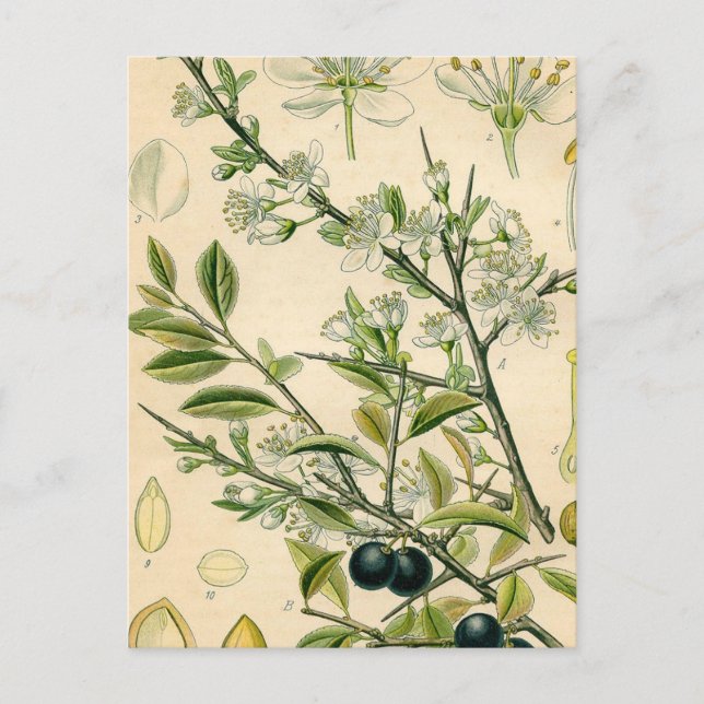 Antique Blackthorn botaniskt tryckfärdigt berry Vykort (Framsida)