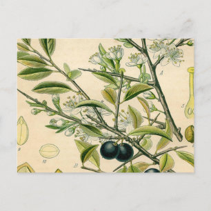 Antique Blackthorn botaniskt tryckfärdigt berry Vykort