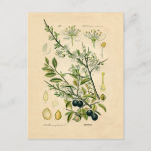 Antique Blackthorn botaniskt tryckfärdigt berry Vykort
