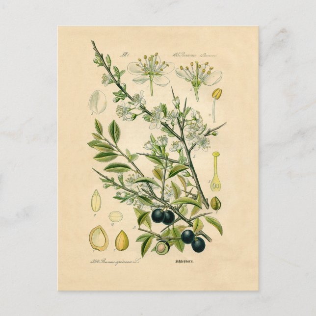 Antique Blackthorn botaniskt tryckfärdigt berry Vykort (Framsida)