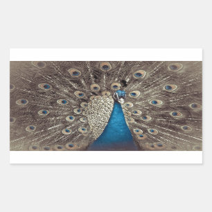 Antique Blue Peacock Rektangulärt Klistermärke