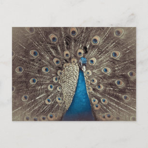 Antique Blue Peacock Vykort