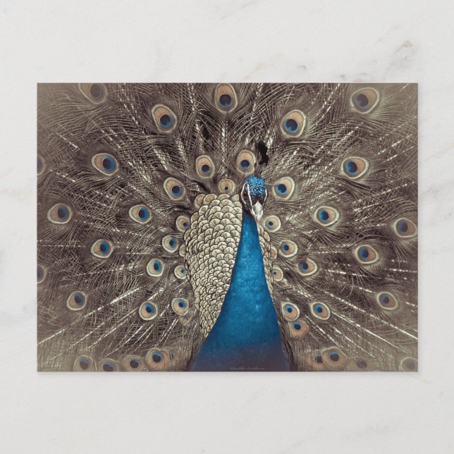 Antique Blue Peacock Vykort (Framsida)