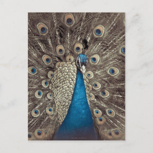 Antique Blue Peacock Vykort