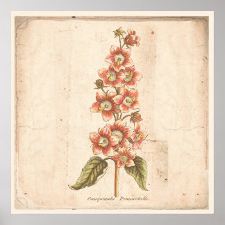 Antique Botanical Poster Campanula, Bellblomma