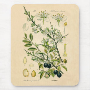 Antique Botanical Print - Blackthorn Musmatta