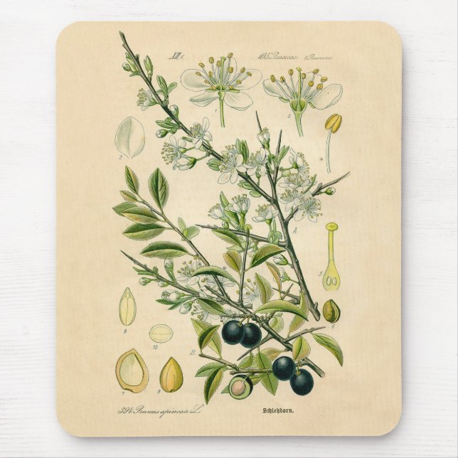 Antique Botanical Print - Blackthorn Musmatta (Framsidan)