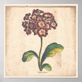Antique Botanical Print Poster Auricula, Primrose
