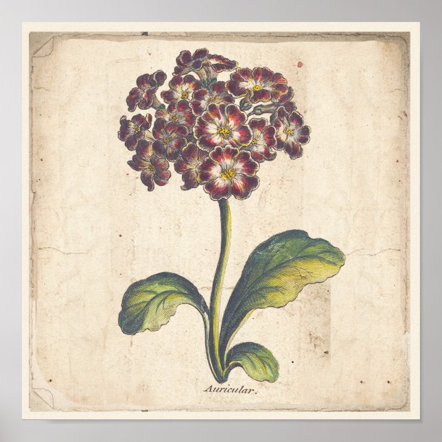 Antique Botanical Print Poster Auricula, Primrose (Framsidan)