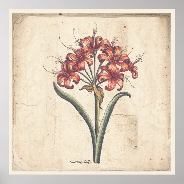 Antique Botanical Print Poster Red Guernsey Lily (Framsidan)