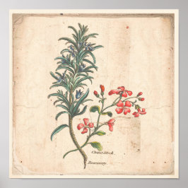 Antique Botanical Print Poster Rosemary Herb