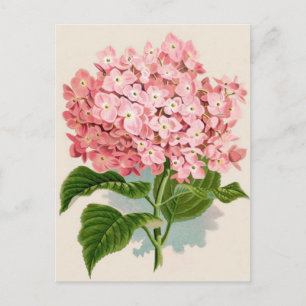 Antique Botanical Romantic Rosa Hydrangea Vykort